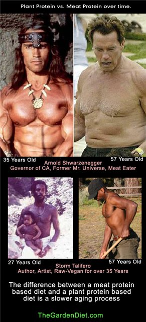 Сторм Толиферо сыроед и Шварц